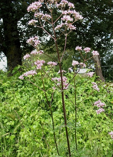 Valeriana stolonifera (=Valeriana collina) / Valeriana a foglie strette